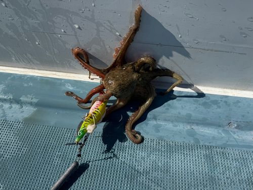 マダコの釣果