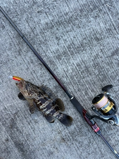 チャイロマルハタの釣果