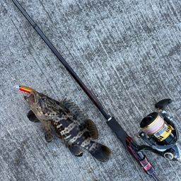 チャイロマルハタ