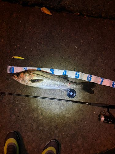 シーバスの釣果