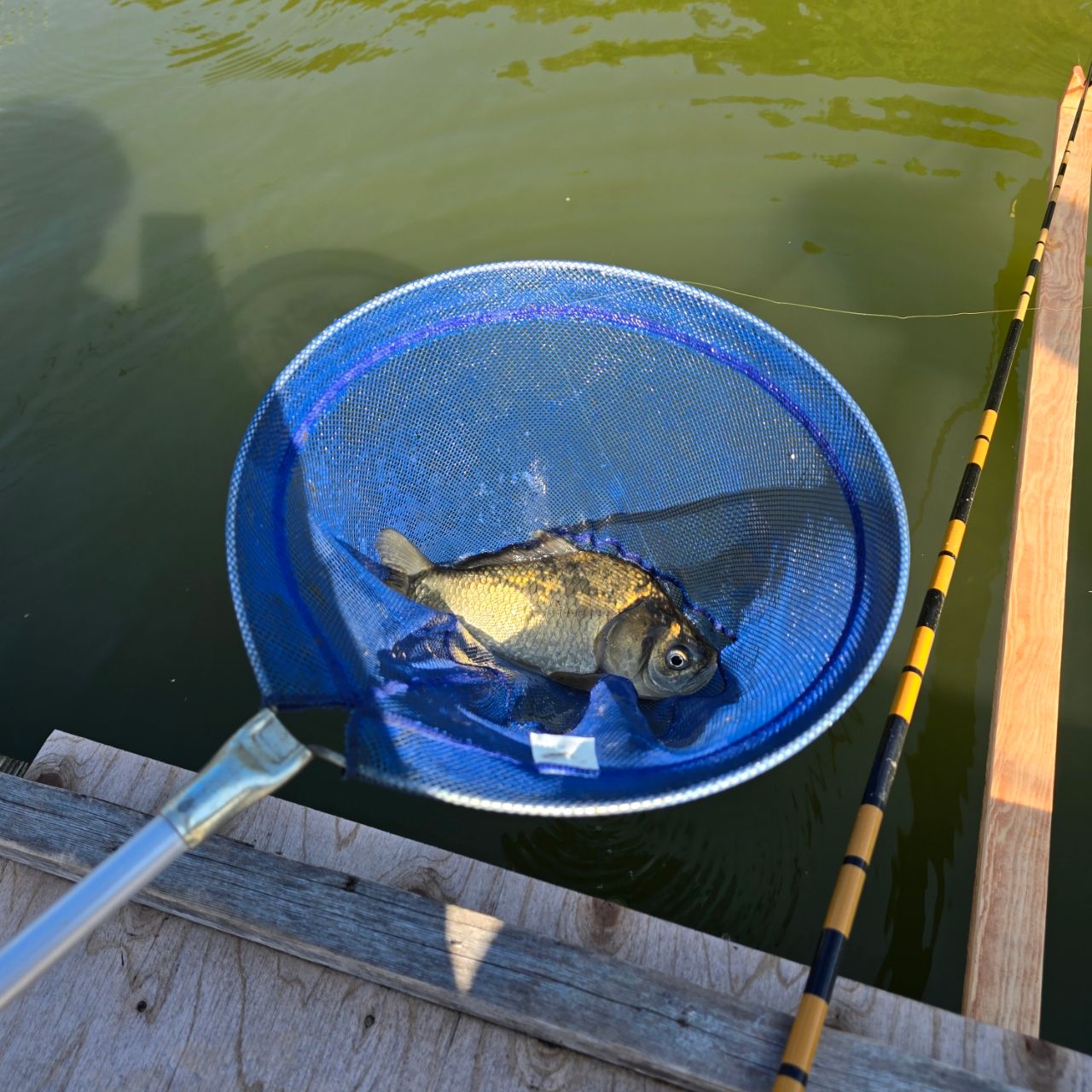 ヘラブナの釣果写真