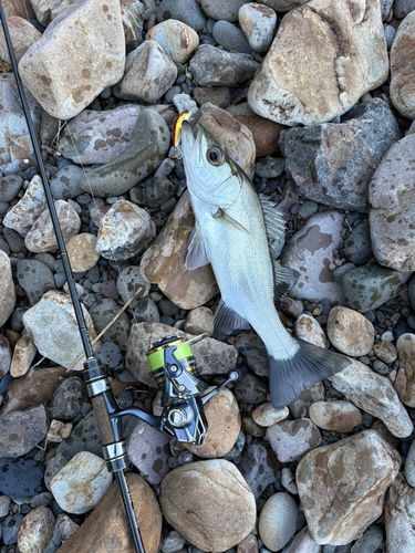 セイゴ（ヒラスズキ）の釣果