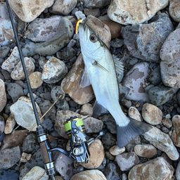 セイゴ（ヒラスズキ）