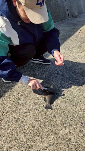 グレの釣果