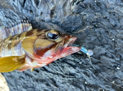 アカハタの釣果