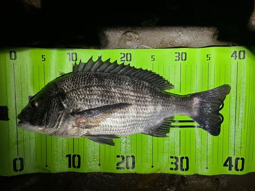 クロダイの釣果