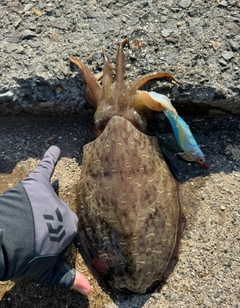 コウイカの釣果