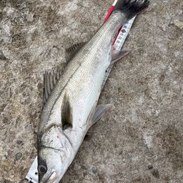 セイゴ（マルスズキ）