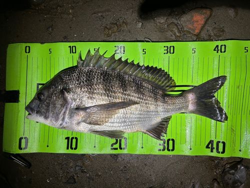 クロダイの釣果