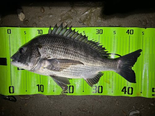 クロダイの釣果