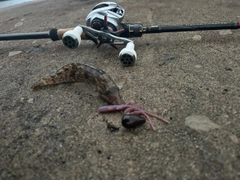 アブラコの釣果