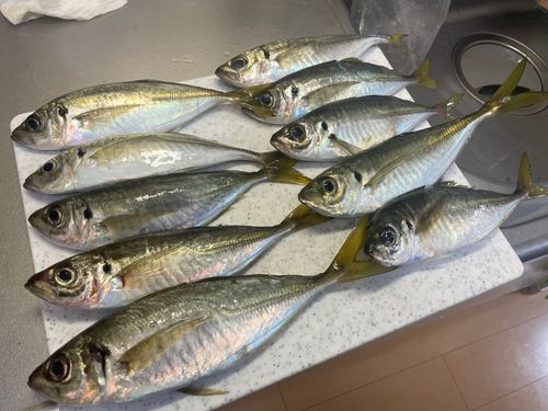 マアジの釣果