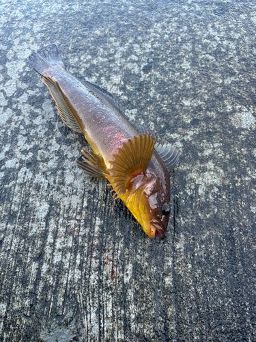 ウサギアイナメの釣果