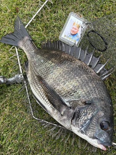 クロダイの釣果