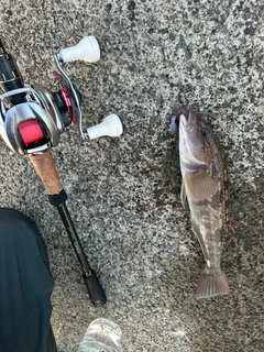 アブラコの釣果