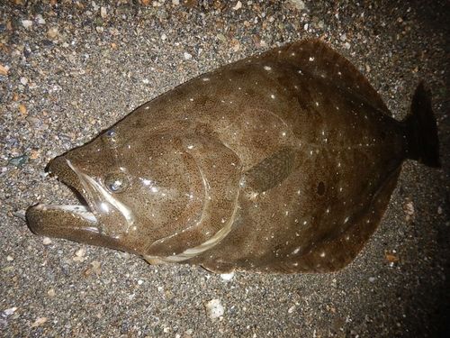 ヒラメの釣果