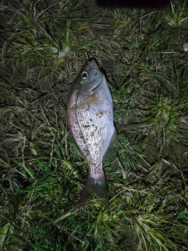 ウミタナゴの釣果
