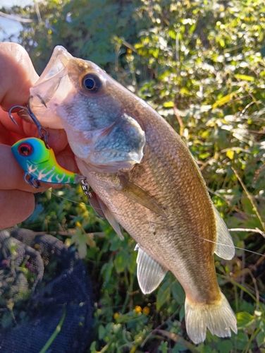 印旛沼中央排水路