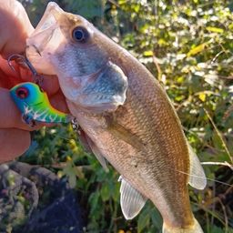 ラージマウスバス