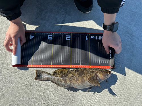 アイナメの釣果