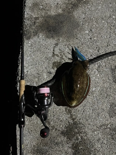 コウイカの釣果