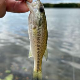 ラージマウスバス