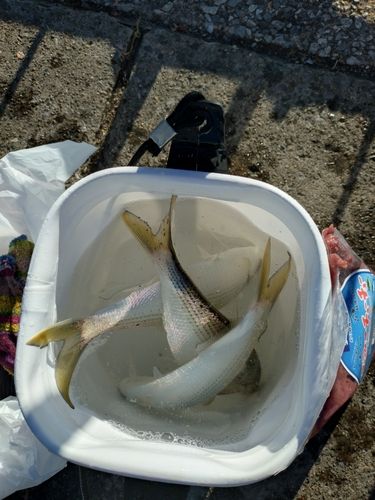 コノシロの釣果