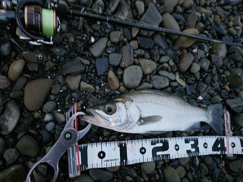 セイゴ（ヒラスズキ）の釣果