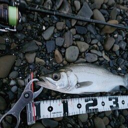 セイゴ（ヒラスズキ）