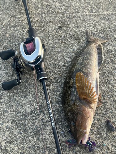 アイナメの釣果