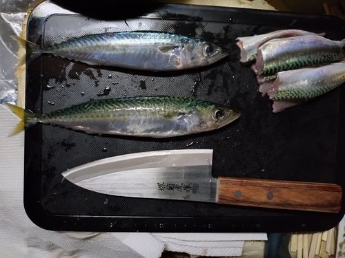 サバの釣果