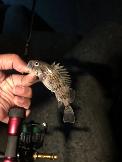 クロソイの釣果