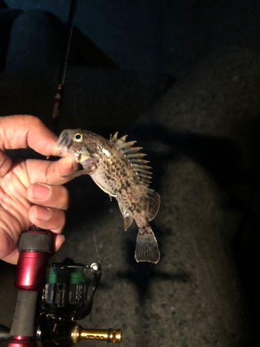 クロソイの釣果