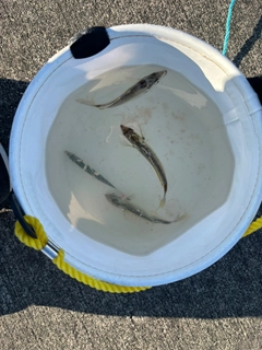 ヒイラギの釣果