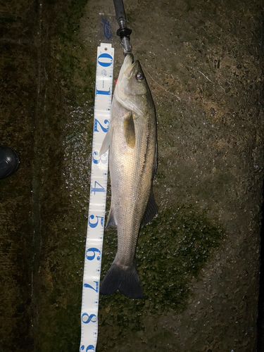 シーバスの釣果