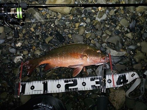 ゴマフエダイの釣果