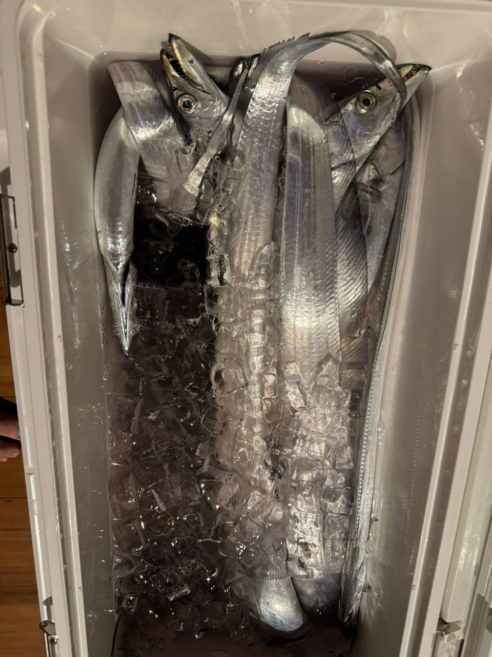 MYPさんの釣果 2枚目の画像