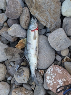 アキアジの釣果