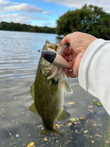 ラージマウスバスの釣果