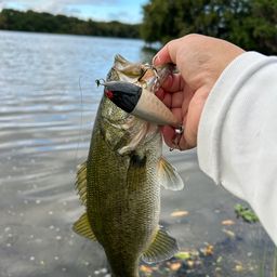 ラージマウスバス