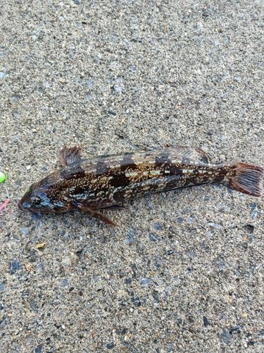 アブラコの釣果