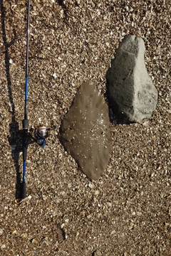 ツバクロエイの釣果