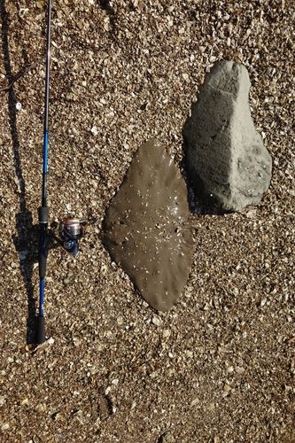 ツバクロエイの釣果