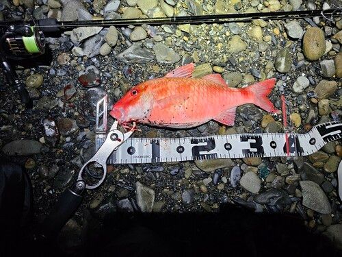 ホウライヒメジの釣果