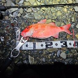 ホウライヒメジ