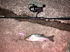 セイゴ（ヒラスズキ）の釣果