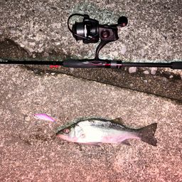 セイゴ（ヒラスズキ）