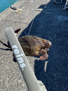 カニの釣果
