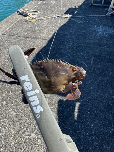 カニの釣果