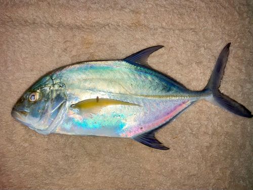 カスミアジの釣果